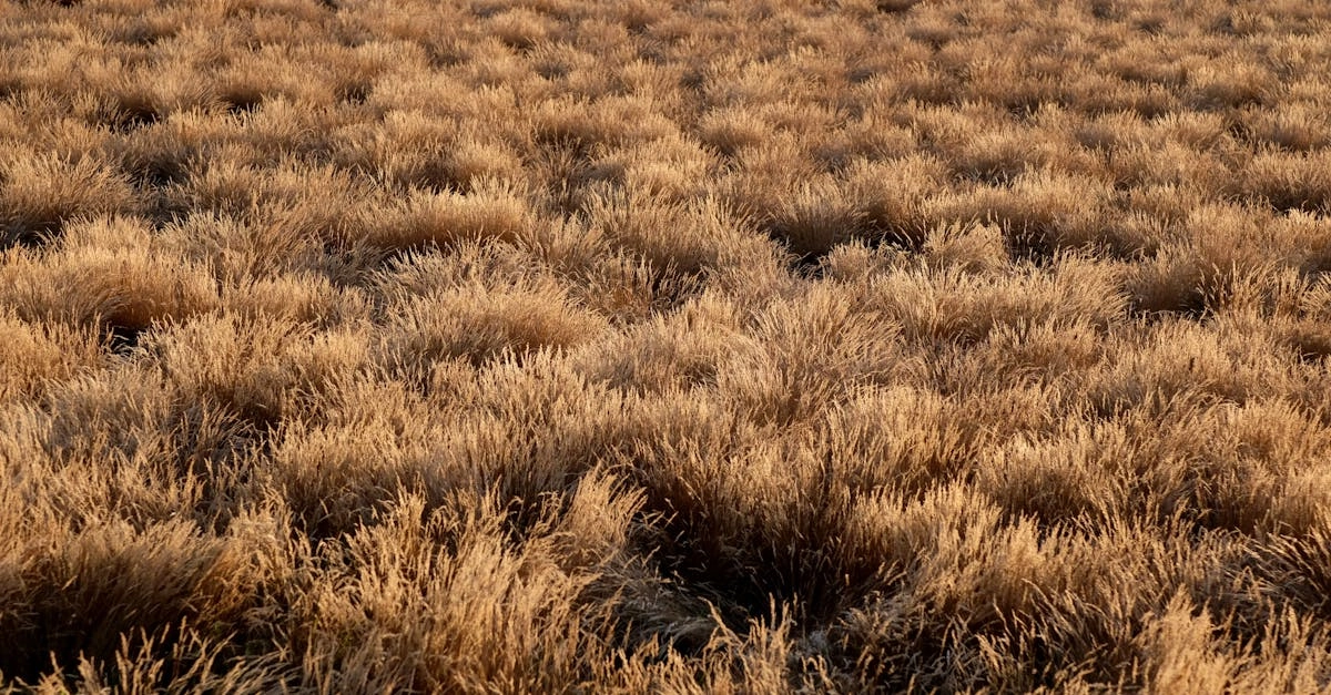 Анализ бизнес-модели Wild West Gold для предпринимателей